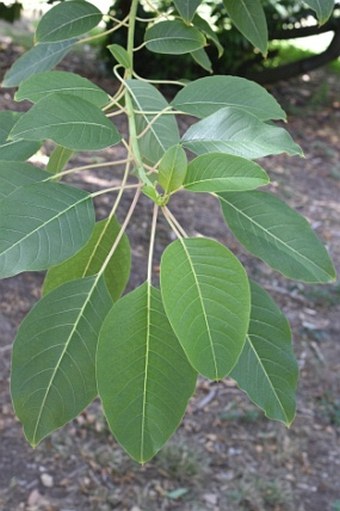 Phytolacca dioica