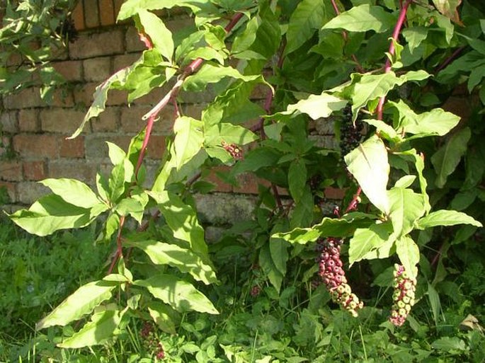 Phytolacca americana