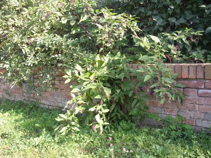 Phytolacca americana