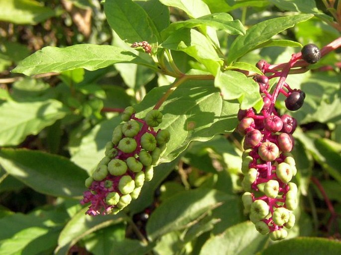 Phytolacca americana