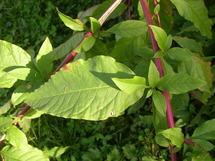 Phytolacca americana