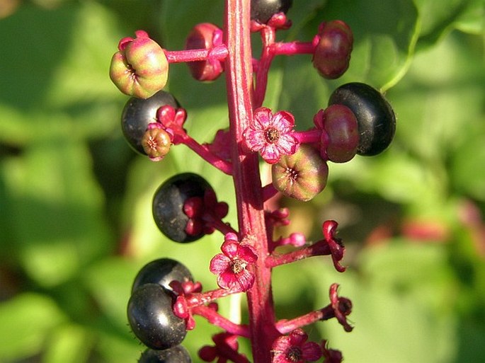 Phytolacca americana