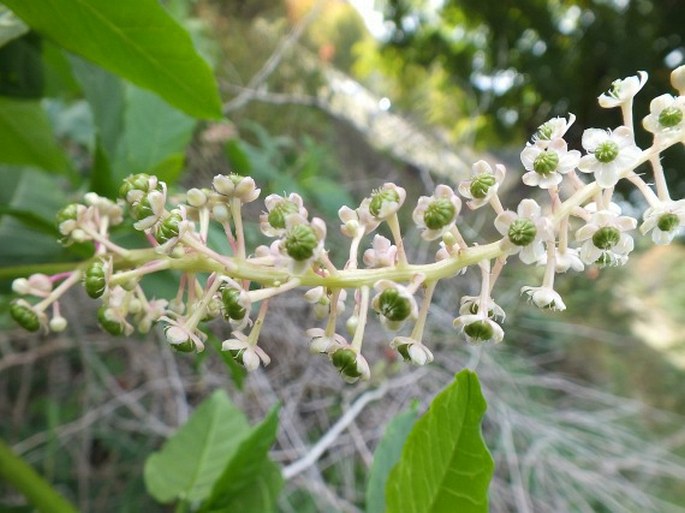 Phytolacca americana