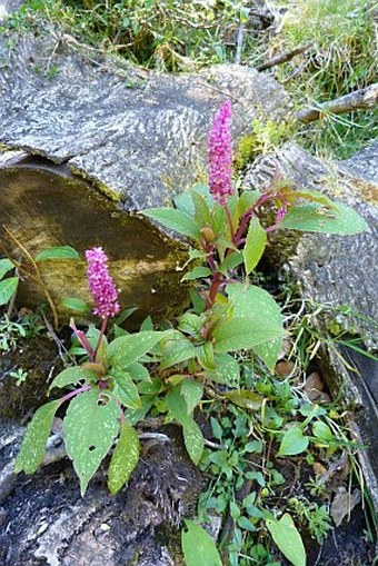 Phytolacca icosandra