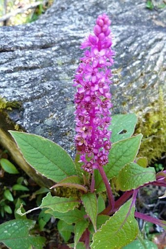 Phytolacca icosandra