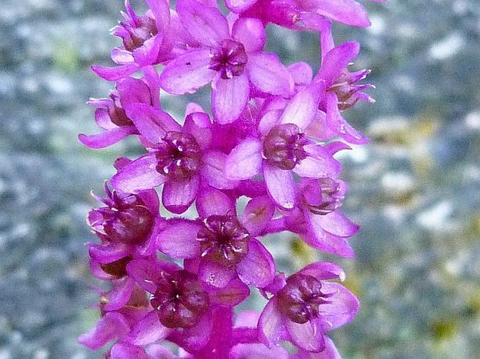 Phytolacca icosandra