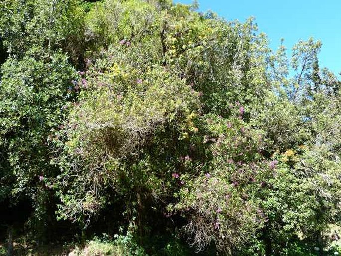 Phytolacca icosandra