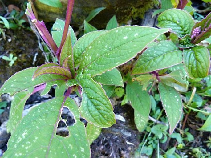 Phytolacca icosandra