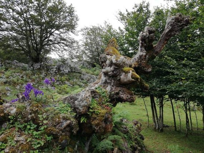 Parque Nacional de Picos de Europa