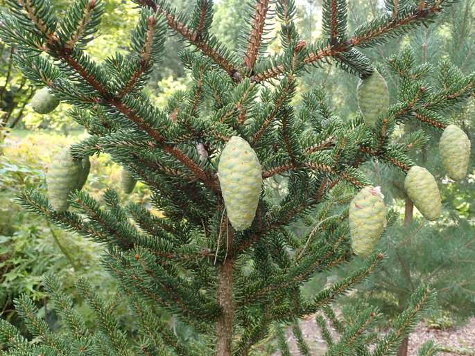 Picea polita