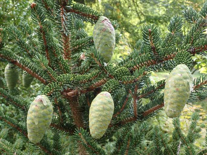 Picea torano