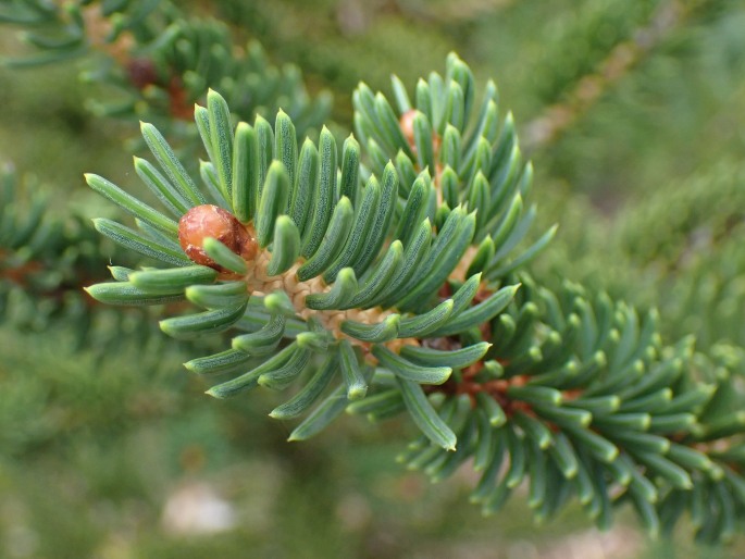 Picea polita