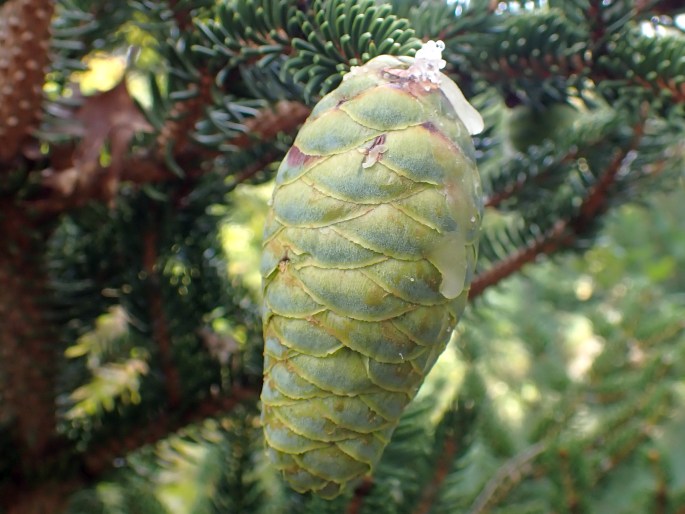 Picea torano