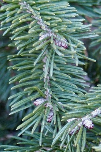 Picea wilsonii