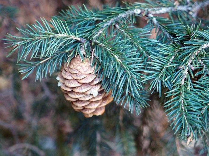 Picea wilsonii