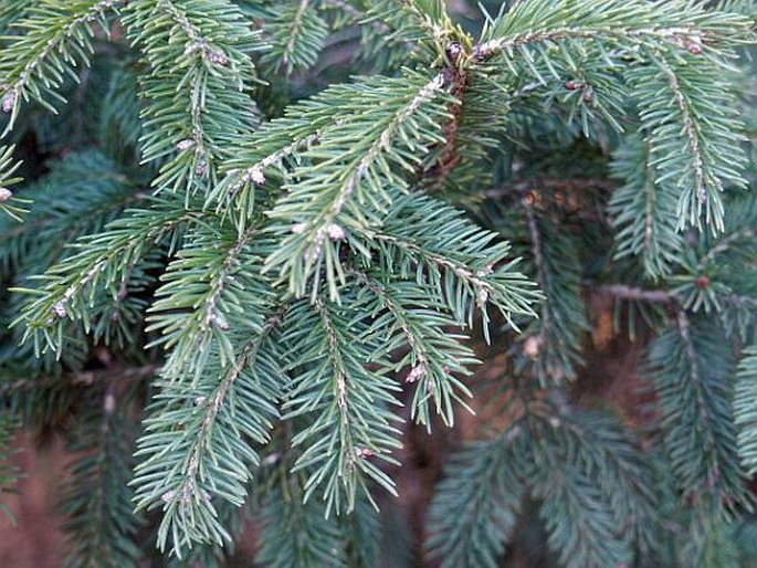 PICEA WILSONII Mast. – smrk / smrek