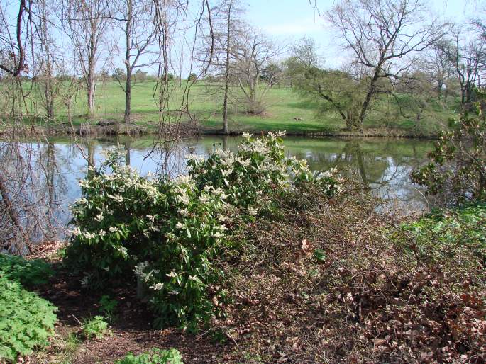 Pieris floribunda