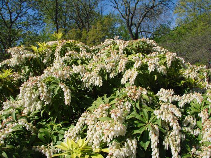 Pieris japonica