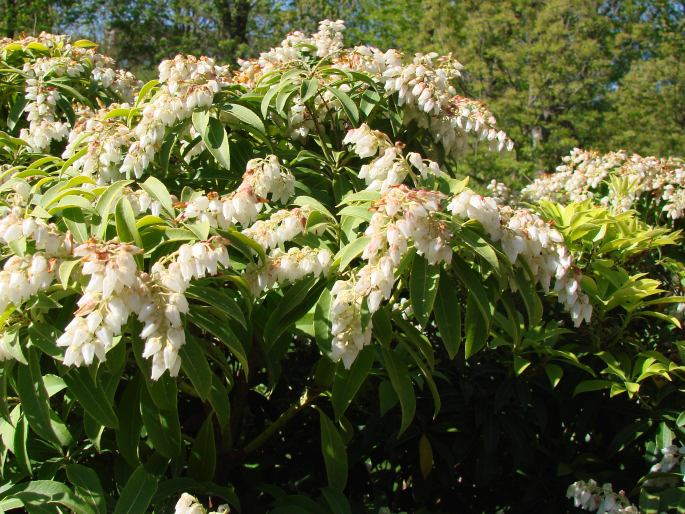 Pieris japonica