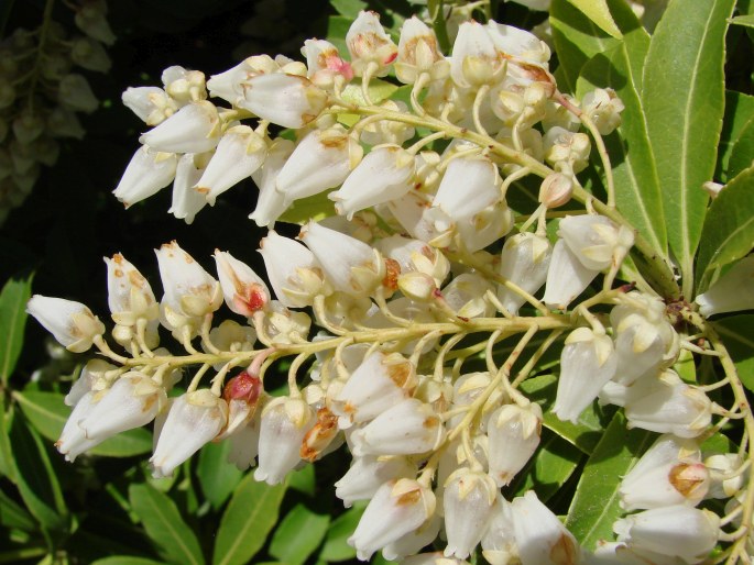 Pieris japonica