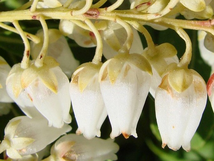 Pieris japonica