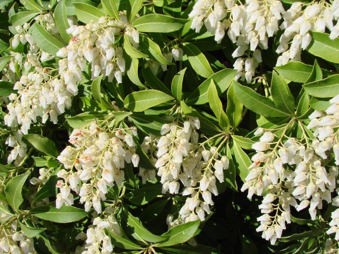 Pieris japonica