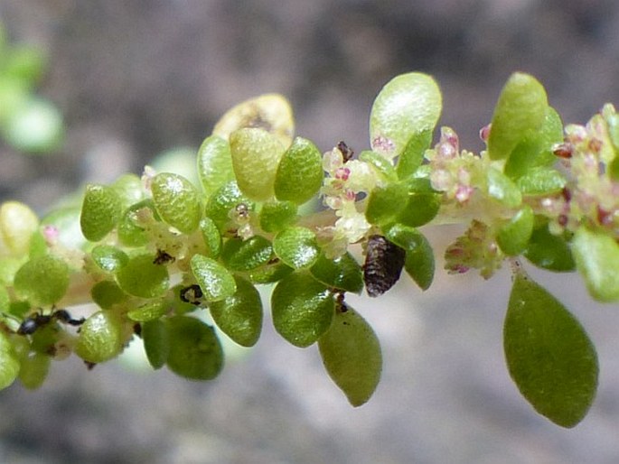 Pilea microphylla