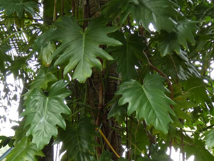 Philodendron lacerum