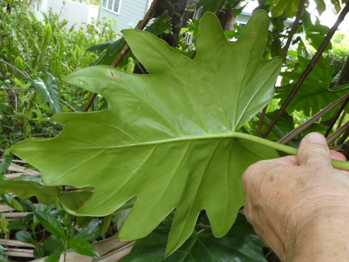 Philodendron lacerum
