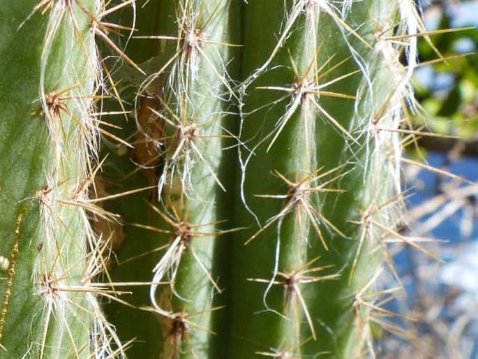 Pilosocereus moritzianus