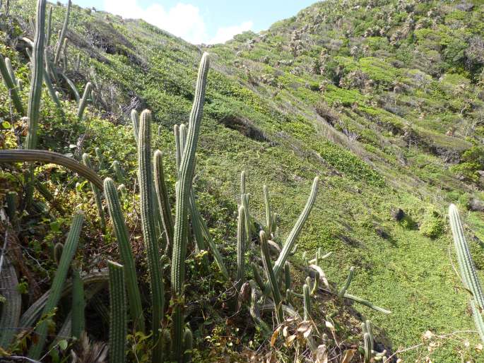 Pilosocereus moritzianus