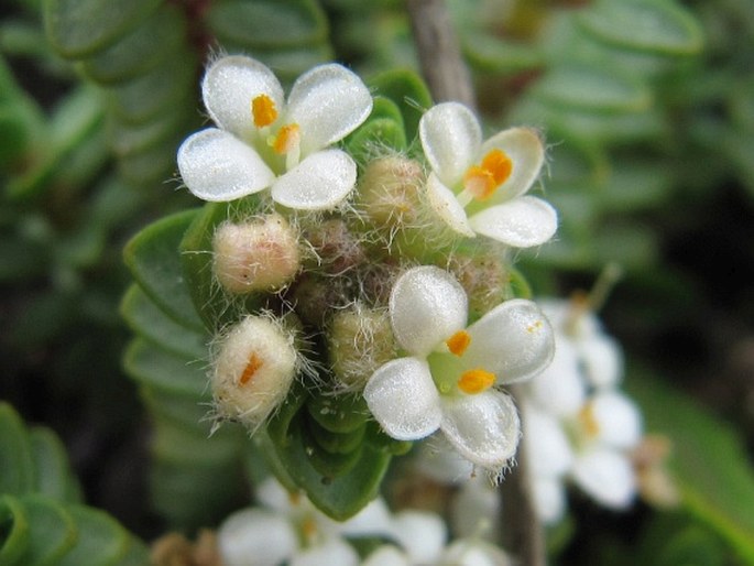 Pimelea carnosa