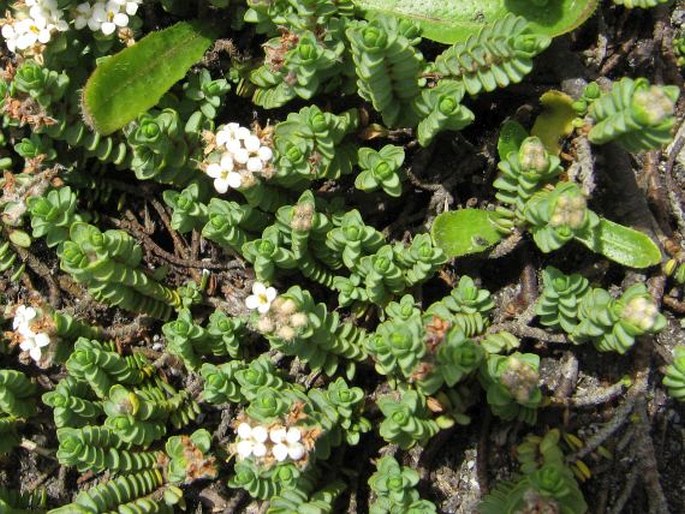 Pimelea carnosa