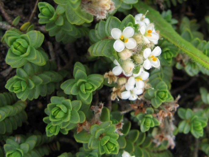 Pimelea carnosa