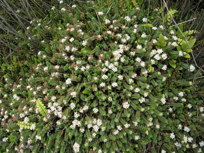 Pimelea carnosa