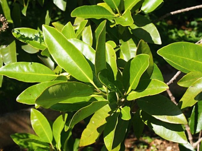 PIMENTA DIOICA (L.) Merr. - pimentovník lékařský