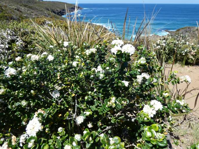 Pimelea nivea