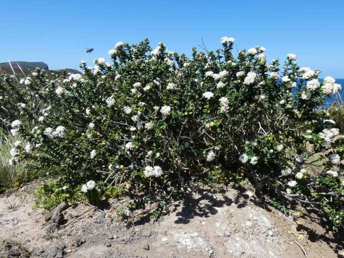 Pimelea nivea