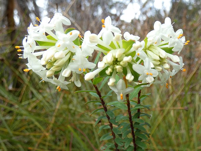 Pimelea linifolia