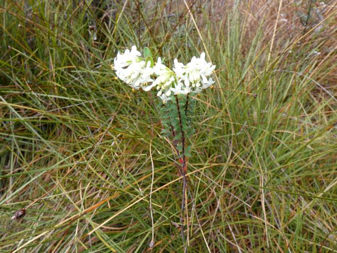 Pimelea linifolia