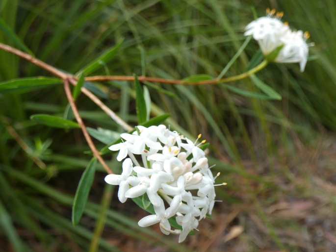 Pimelea linifolia