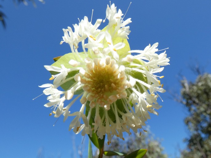 Pimelea macrostegia