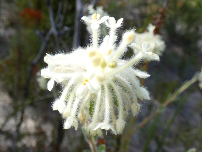 Pimelea octophylla