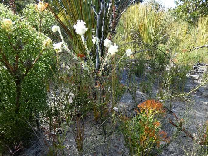 Pimelea octophylla