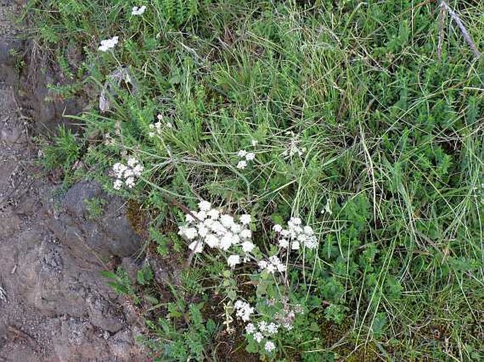 Pimpinella hirtella