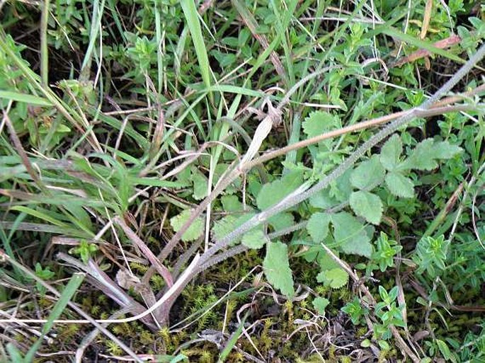 Pimpinella hirtella