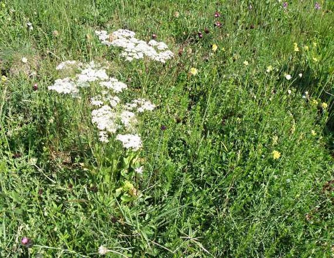 Pimpinella serbica