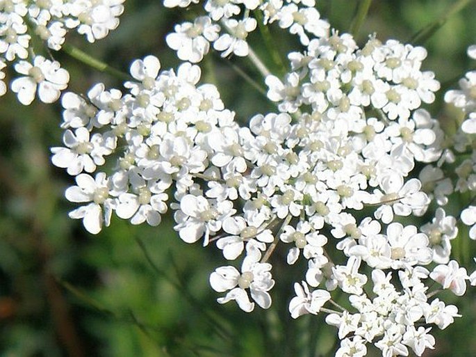 Pimpinella serbica