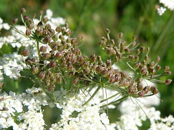 Pimpinella serbica