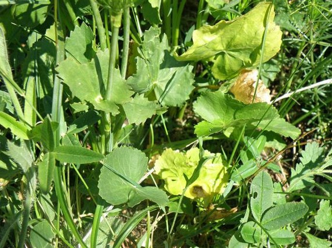 Pimpinella serbica